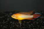 Agassizzi Fire Red